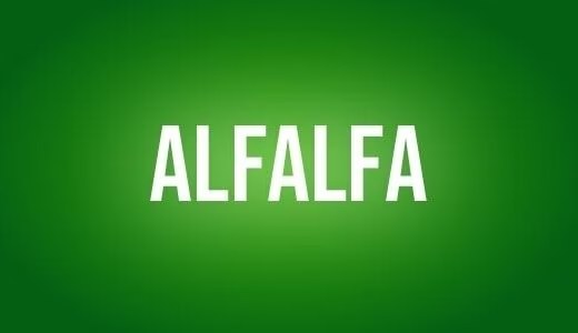 Alfalfa