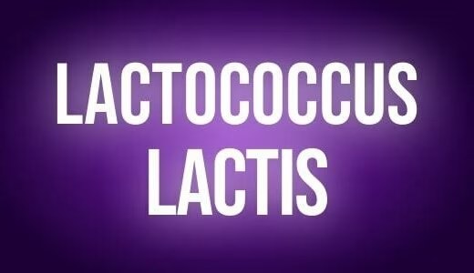 Lactococcus lactis