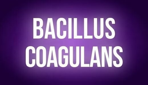 Bacilus coagulans