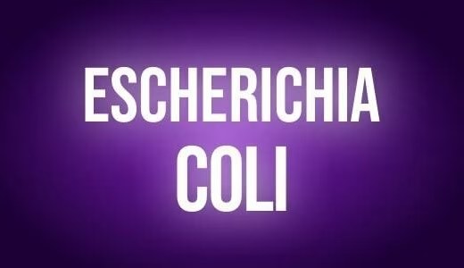 Escherichia coli