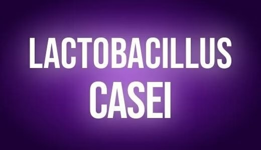 Lactobacillus casei