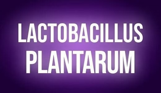 Lactobacillus plantarum