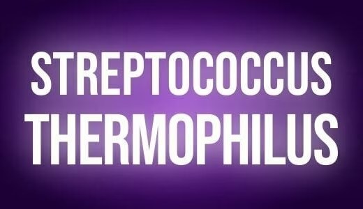Streptococcus thermophilus